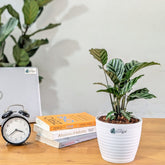 Calathea Freddie, with 5.5 inches white decor pot